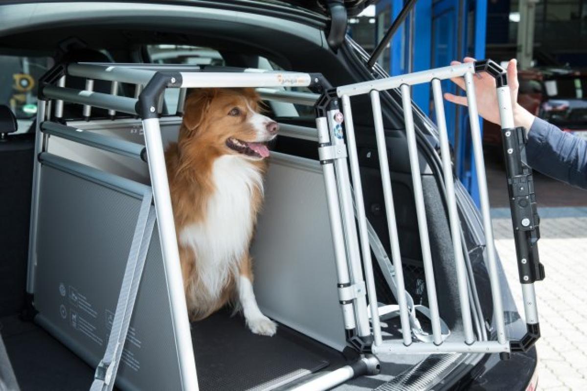 Crashtest mit Hund im Auto