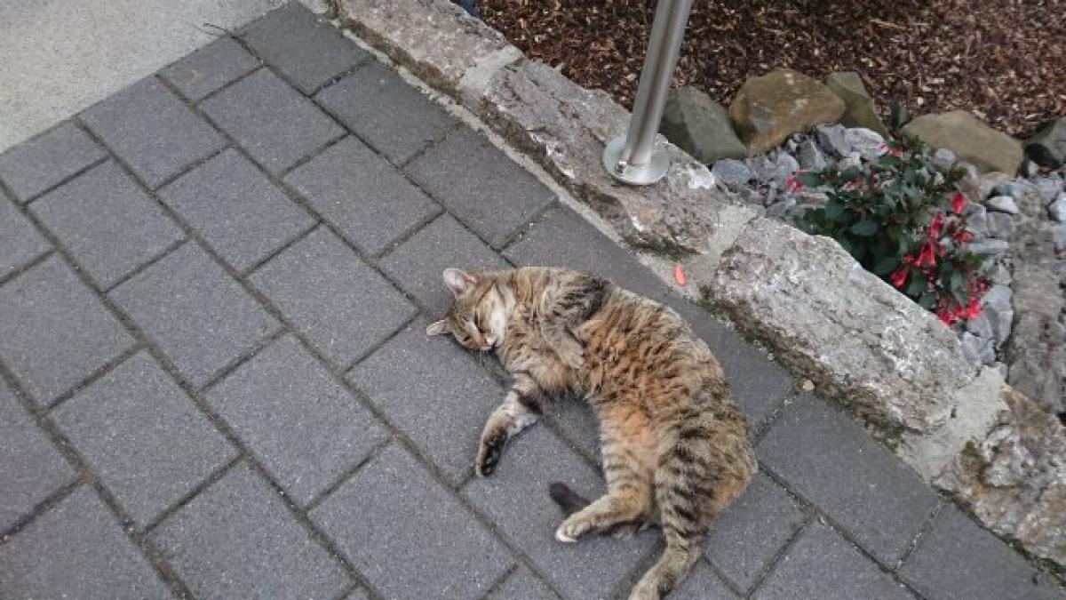 Wenn ein Haustier angefahren wird