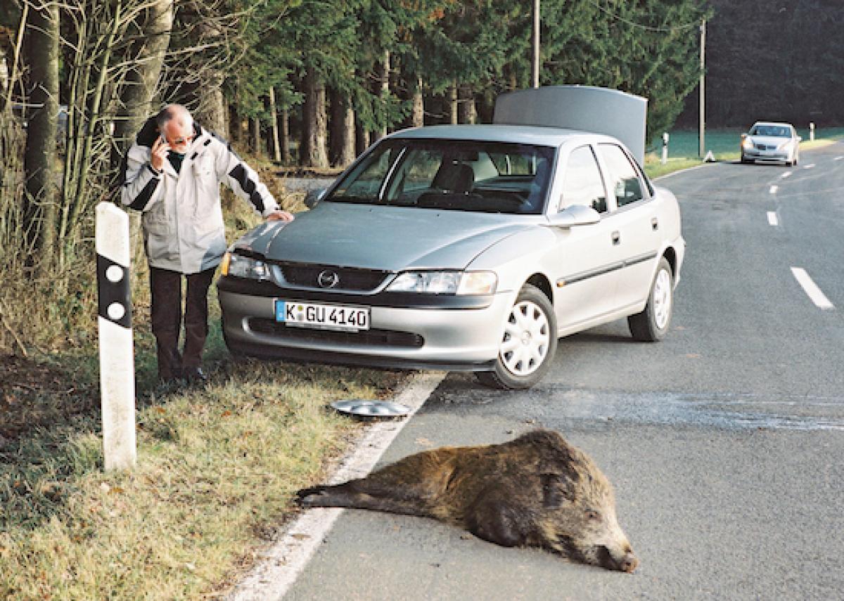 Gefahr durch Wildtiere