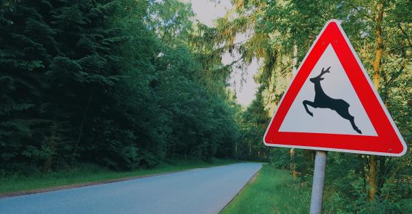 Achtung, Wild!
